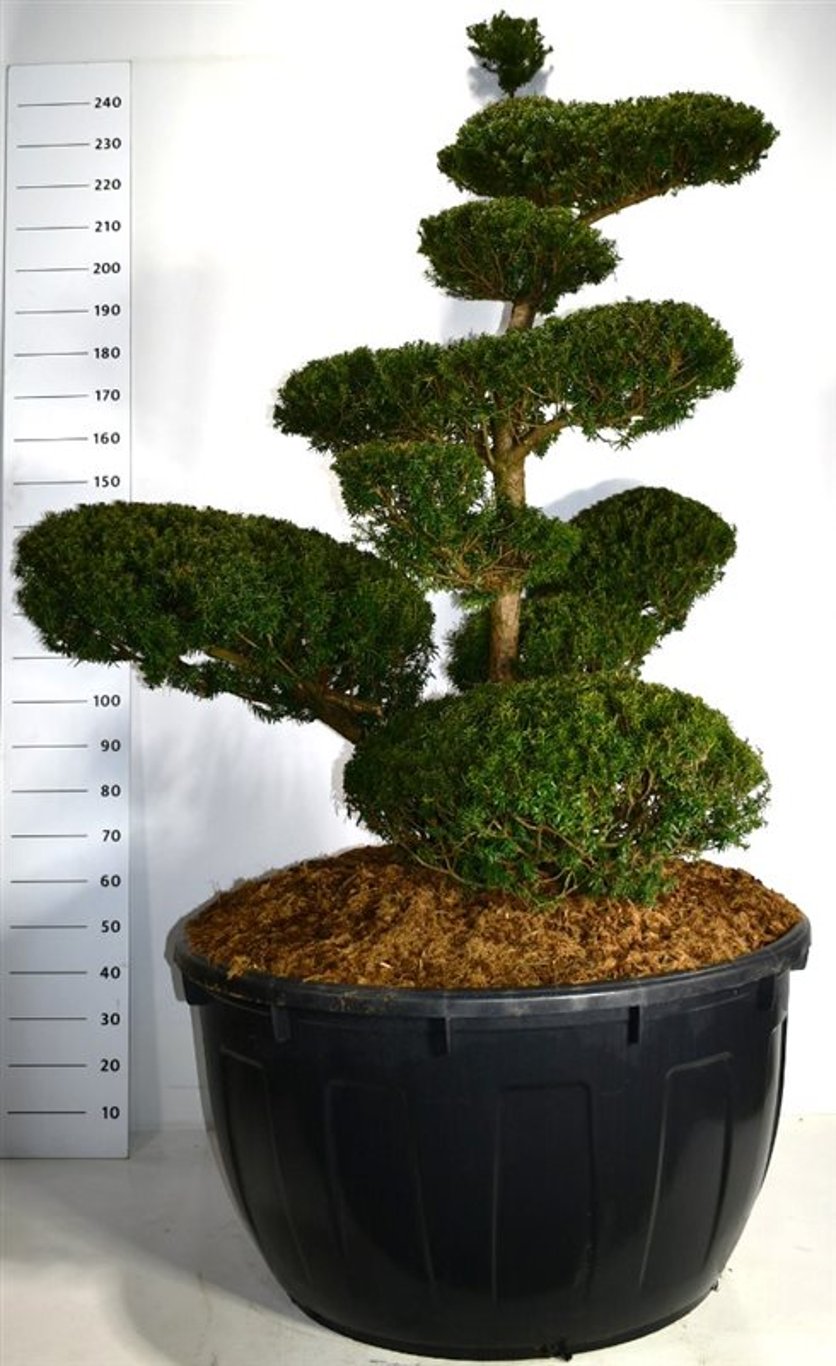 Taxus cuspidata - 200-225 CM Bonsai Cont.